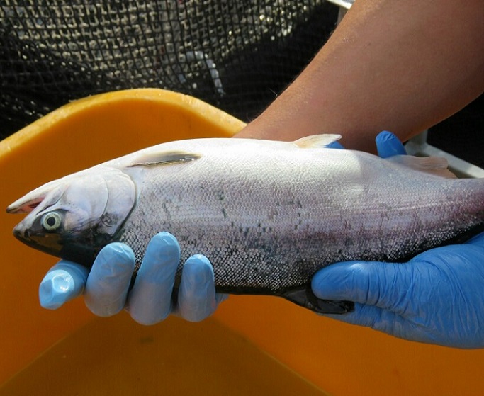 Tribunal de Aysén condenó a empresa salmonera por entregar información falsa sobre programa sanitario