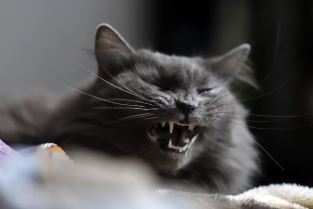 Segob y animalistas se reúnen para abordar el maltrato en Puebla