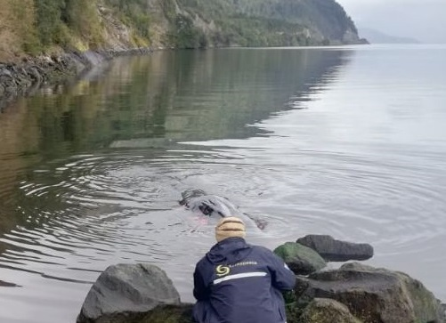 Sernapesca denunció ante Fiscalía muerte de ballena Sei ahogada con una cuerda en Aysén