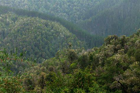 Más de 1.200 hectáreas de bosque nativo fueron taladas para instalar proyectos de energías renovables