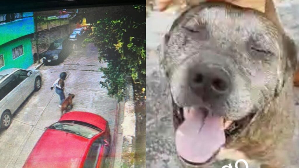 Conoce a Gogo, el perrito héroe que salvó a niño de 5 años atacado por un pitbull en Morelos