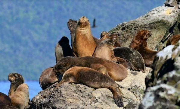 Argentina: aumentan casos de gripe aviar en lobos marinos