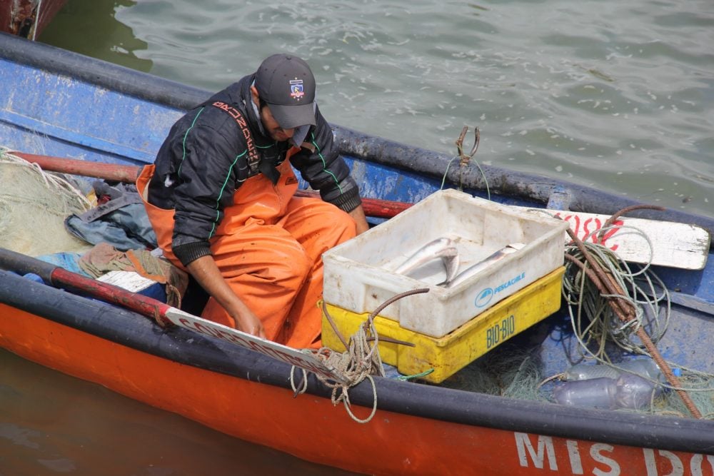 Se acabó la merluza común: Pescadores dicen haber recorrido grandes distancias mar afuera y constatar que el pescado «ya no está»