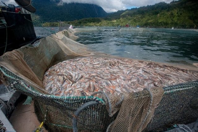 Dirigentes ambientales denuncian que industria salmonera pretende expandirse en importantes áreas de protección marina