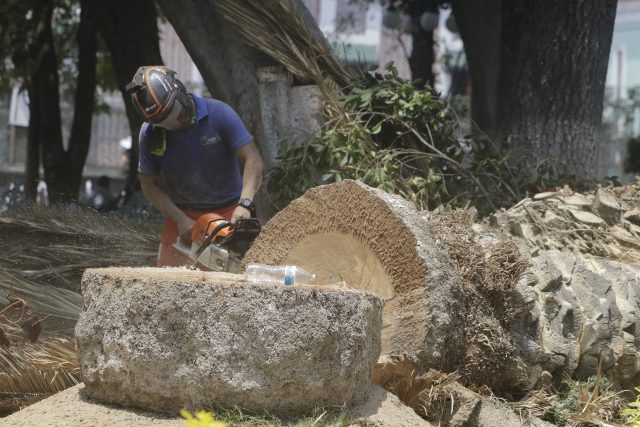 Ayuntamiento recibe hasta 10 solicitudes para valoración de árboles