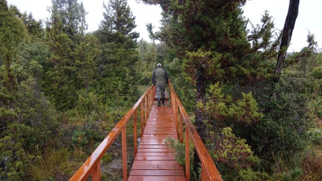 ¿Una nueva ruta para la industria forestal? Comunidad científica advierte que carretera La Unión-Corral amenaza milenario bosque de alerces