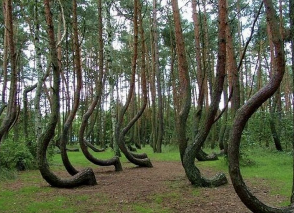 Hoia Baciu: El Bosque de árboles misteriosos y las Leyendas en Rumania