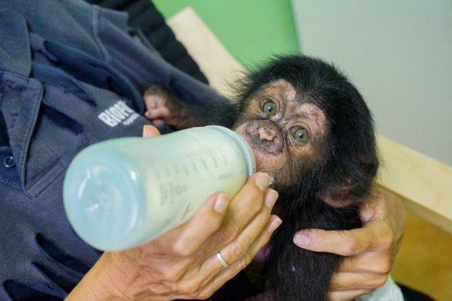 Los chimpancés jóvenes emiten sonidos similares a los bebés humanos