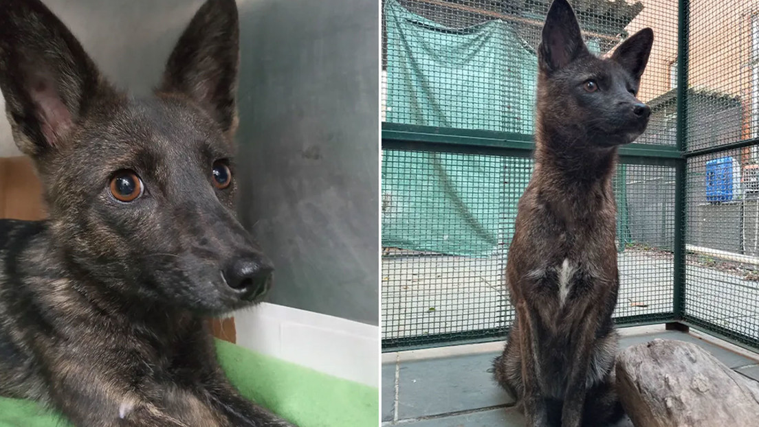 Descubren en Brasil el primer híbrido del mundo entre un zorro y un perro doméstico