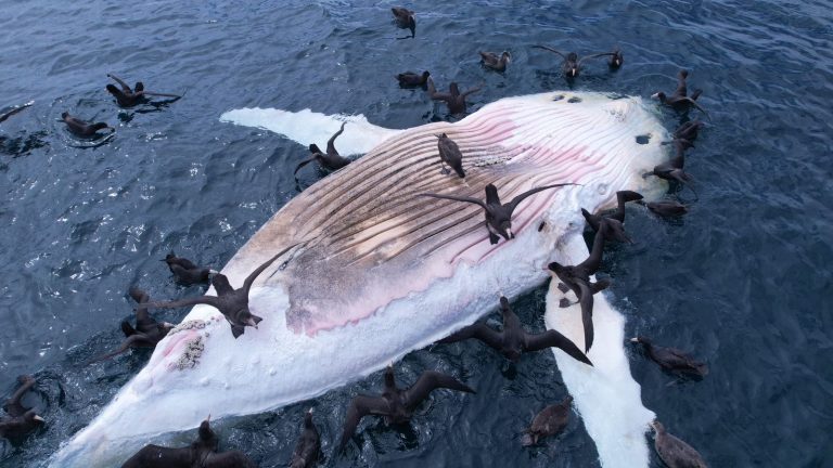 Corral: Nuevo varamiento de ballena prende las alarmas por causa de muerte