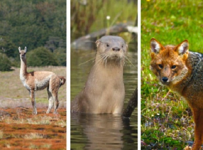 El Día Mundial de los Animales: Conoce aquí las especies de Chile en peligro de extinción