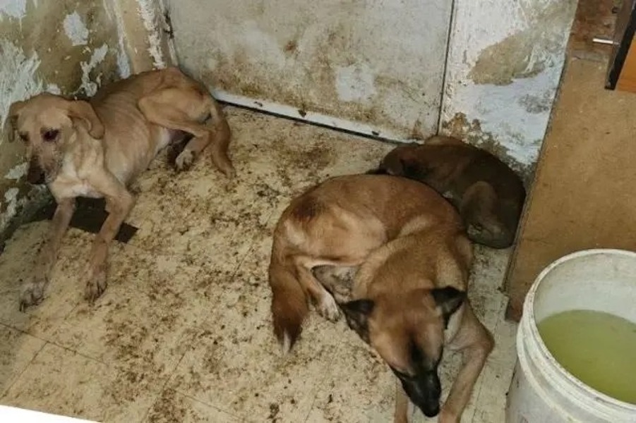 Rescatan a 10 perros abandonados en Los Héroes