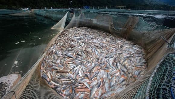 Comisión de Pesca pide caducar 457 concesiones salmoneras: Acusan “falta de fiscalización” por parte de las autoridades