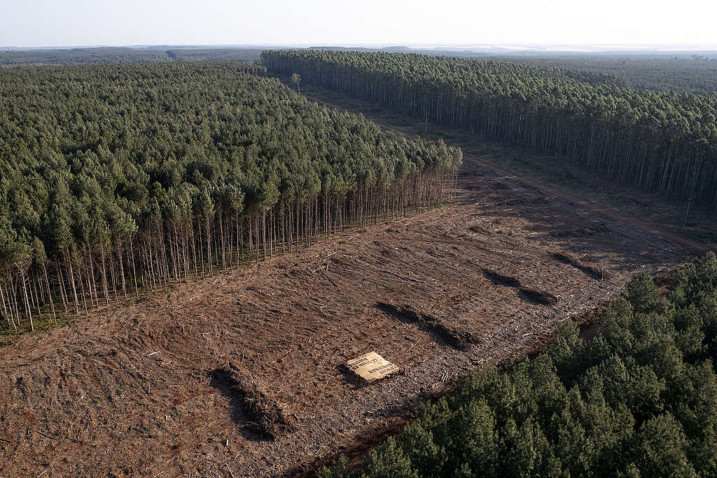 Comunidades guaraníes y Greenpeace denuncian que Arauco ha desforestado más de 230 mil hectáreas de selva paranaense