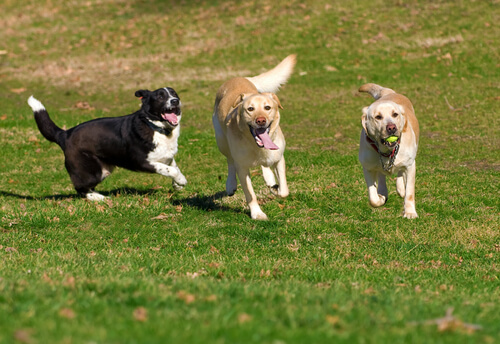 Denuncian matanza masiva de perros en Coyhaique: “Estamos devastados”