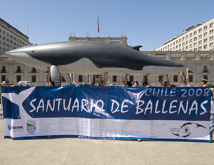 Santuario de Ballenas de Chile: Histórico hito ciudadano para la conservación marina