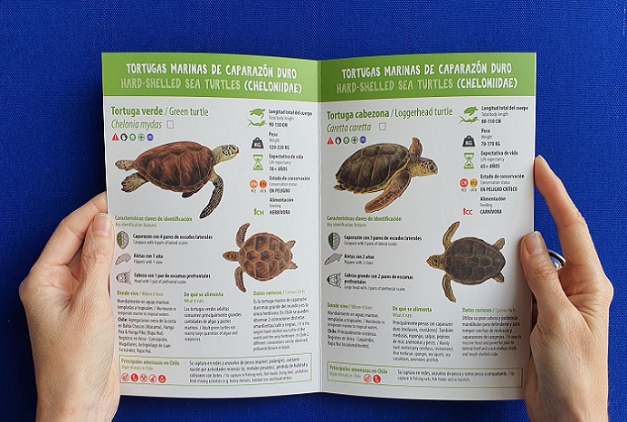 «Tortugas Marinas de Chile», la primera guía impresa dedicada a la educación ambiental sobre  esta fascinante especie en nuestro país