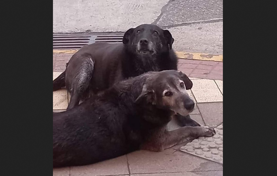 Maltrato animal: Reportan hallazgo de cadáveres de los dos perros comunitarios desaparecidos en Valdivia