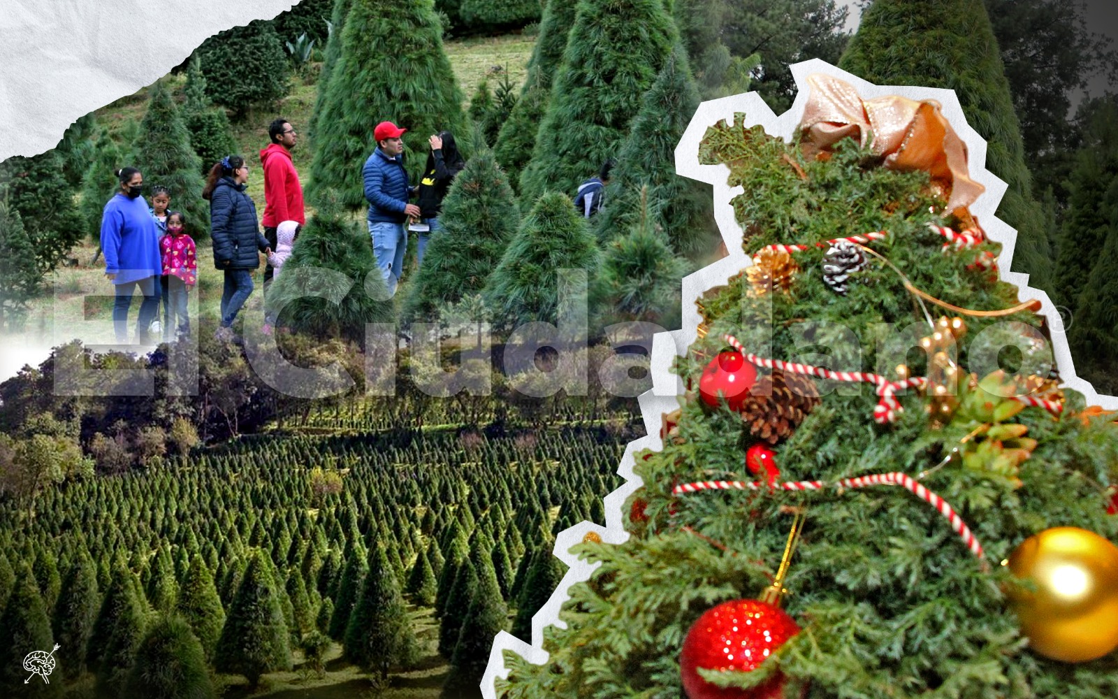 Pinos navideños, sustento de familias en Santa Rita Tlahuapan
