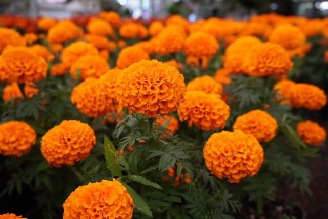 ¡Flor de cempasúchil da color y sabor a tu mesa!