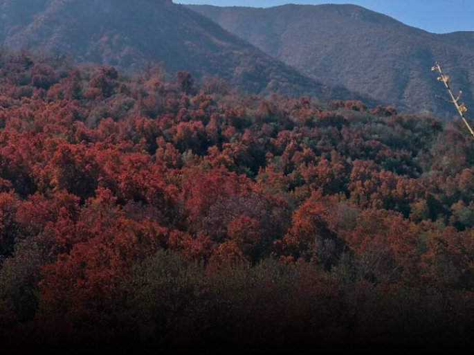 Científicos constatan masiva pérdida de verdor en bosque esclerófilo a causa de la sequía: “La situación climática de Chile central es crítica”