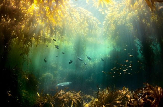 Lanzamiento de guía de mapeo de bosques marinos reúne a más de 50 expertos con importante protagonismo de Chile