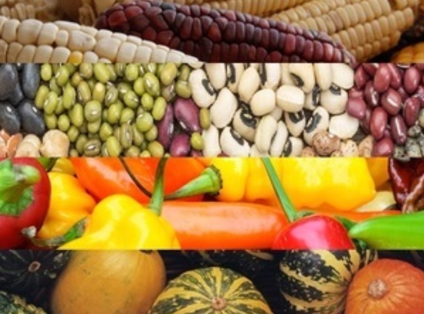Conoce la dieta de la milpa y sus ventajas para la salud