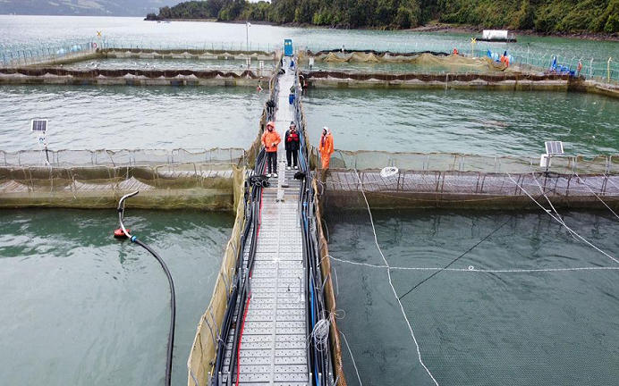 Mortalidad masiva de peces industriales: Comunidades exigen un Estuario de Reloncaví «libre de salmoneras»