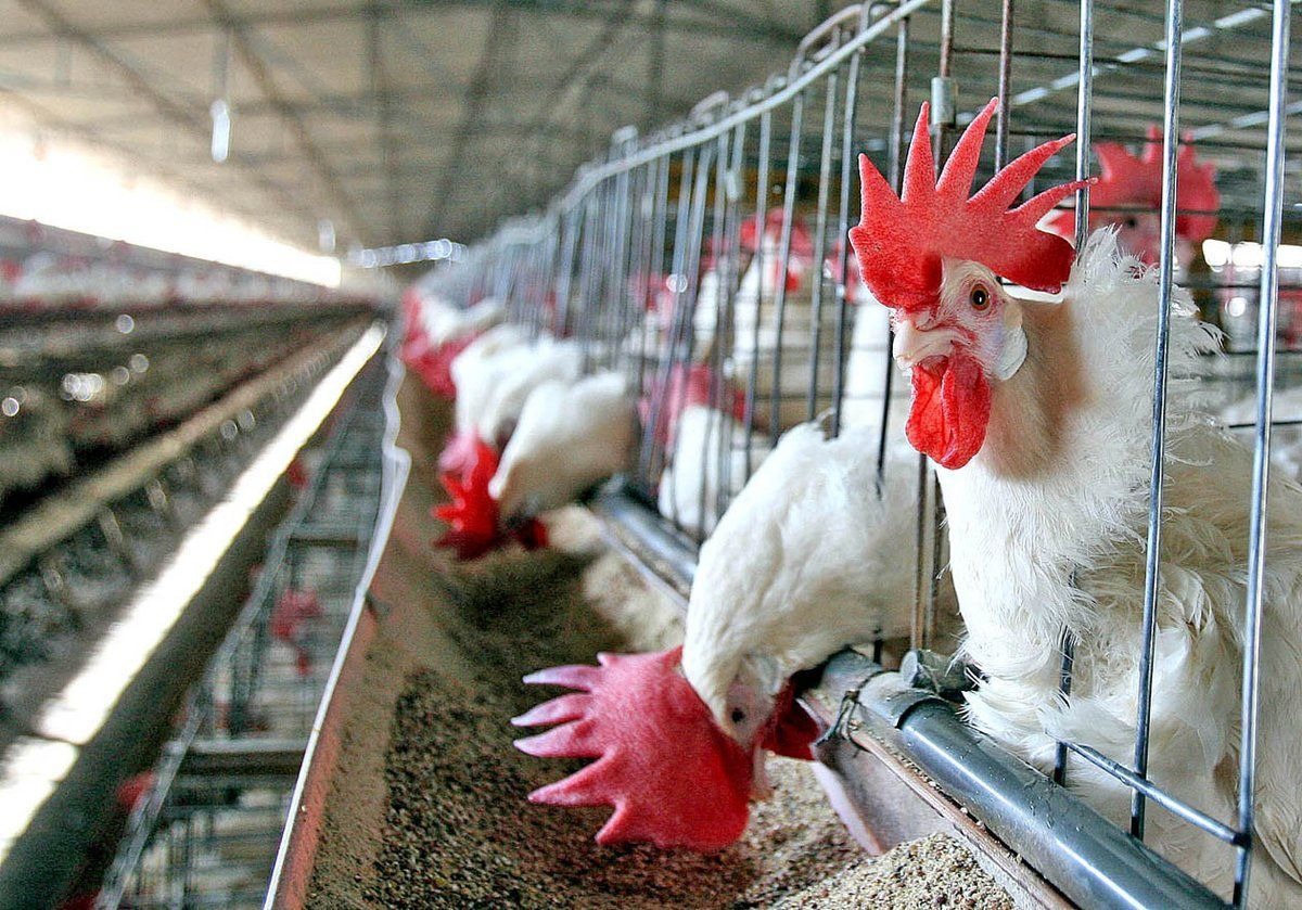 México y Brasil buscan evitar impacto en comercio por gripe aviar