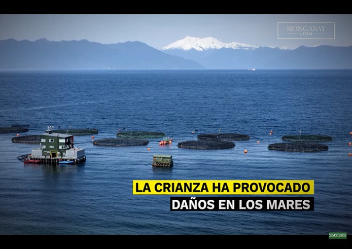 Video noticia: Impactos de la industria salmonera en el sur de Chile acapara atención internacional 