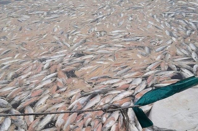 Mortalidad masiva de salmones: Comunidades apuntan a responsabilidades público privadas y exigen moratoria a la expansión de la industria acuícola