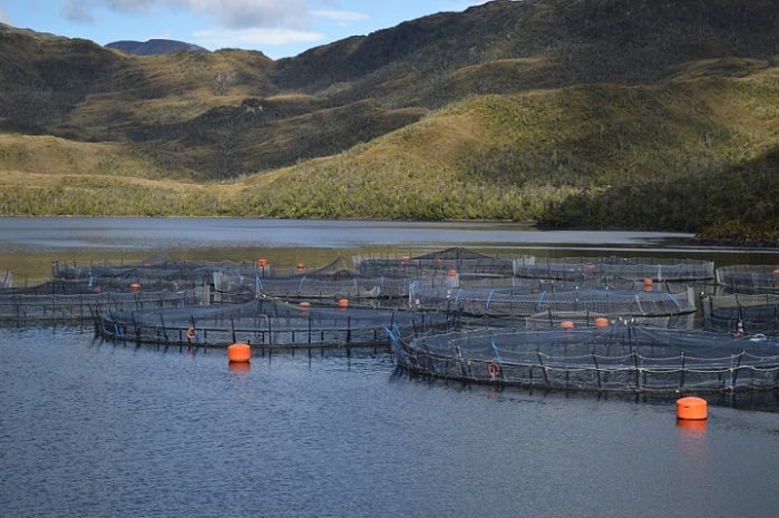 Escándalo judicial: Denuncian “perdonazo” del Tribunal Ambiental a transnacional salmonera “Nova Austral”