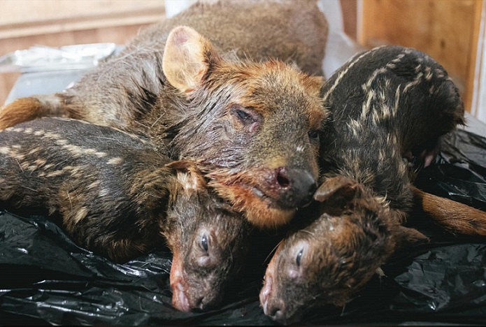 Conmoción por muerte de hembra pudú preñada y sus dos crías atacadas por perros: Situación de la especie en Chiloé es crítica