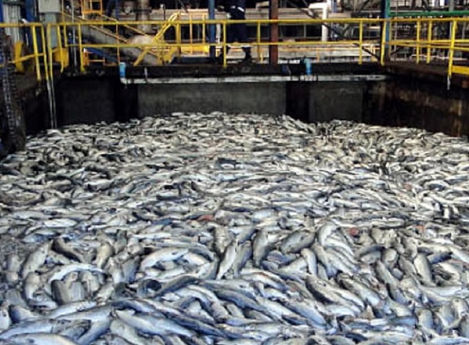 Desastre ambiental: Más de 1,500 toneladas de salmones muertos en Estuario Reloncaví por florecimiento de  algas nocivas