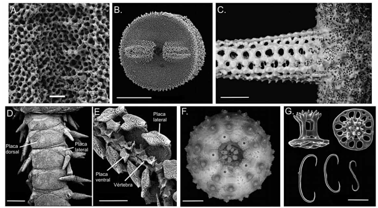 ¿Dónde tienen la cabeza las estrellas de mar?