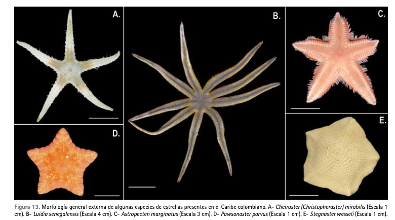 Dónde tienen la cabeza las estrellas de mar?