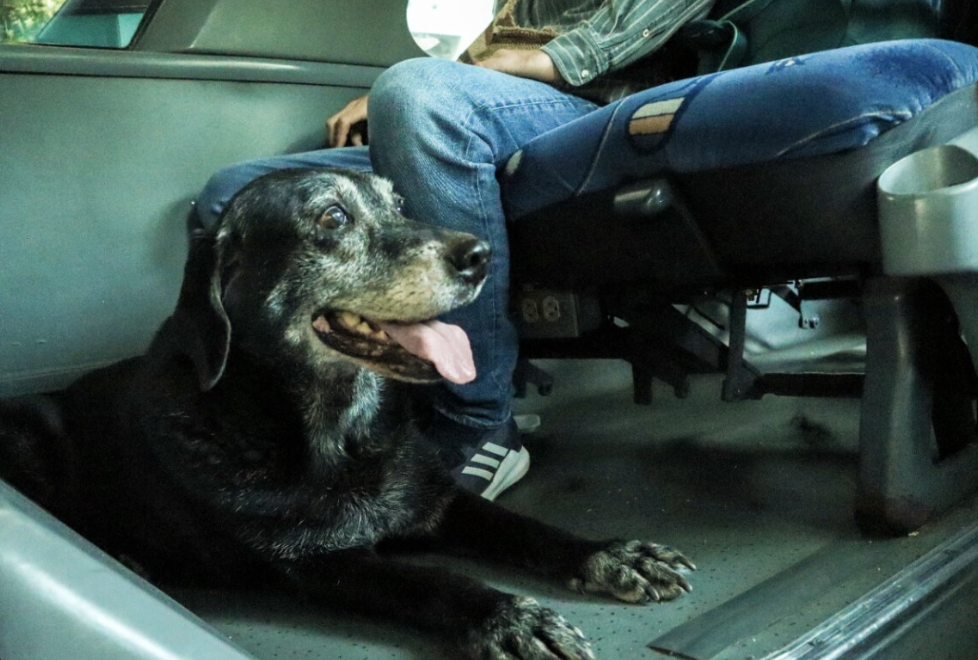 Necesitas viajar con tu perro en bus. Ahora es posible en Chile con esta línea de buses