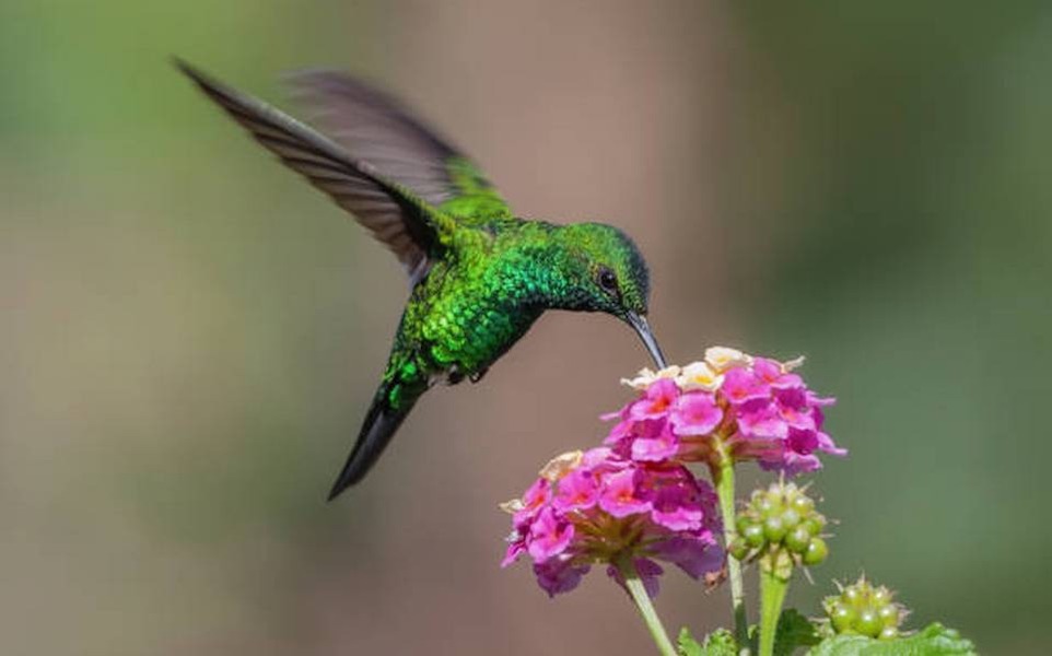 Crean en Puebla santuario para proteger a los colibríes