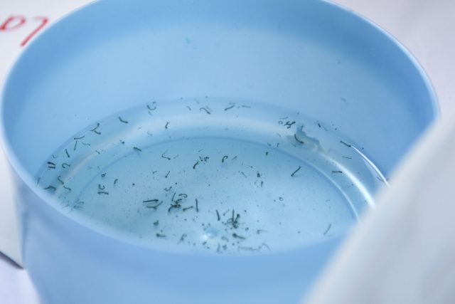Tehuacán, el municipio con más casos de dengue en Puebla