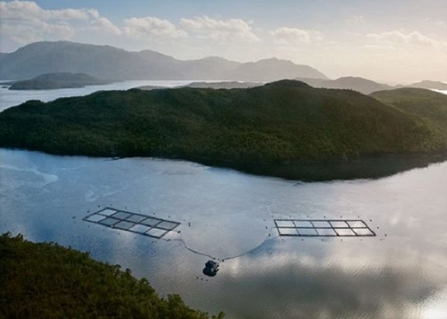 ¿Transnacionales salmoneras buscan apropiarse de espacios costeros de pueblos originarios?: La alarma que se enciende desde Las Guaitecas