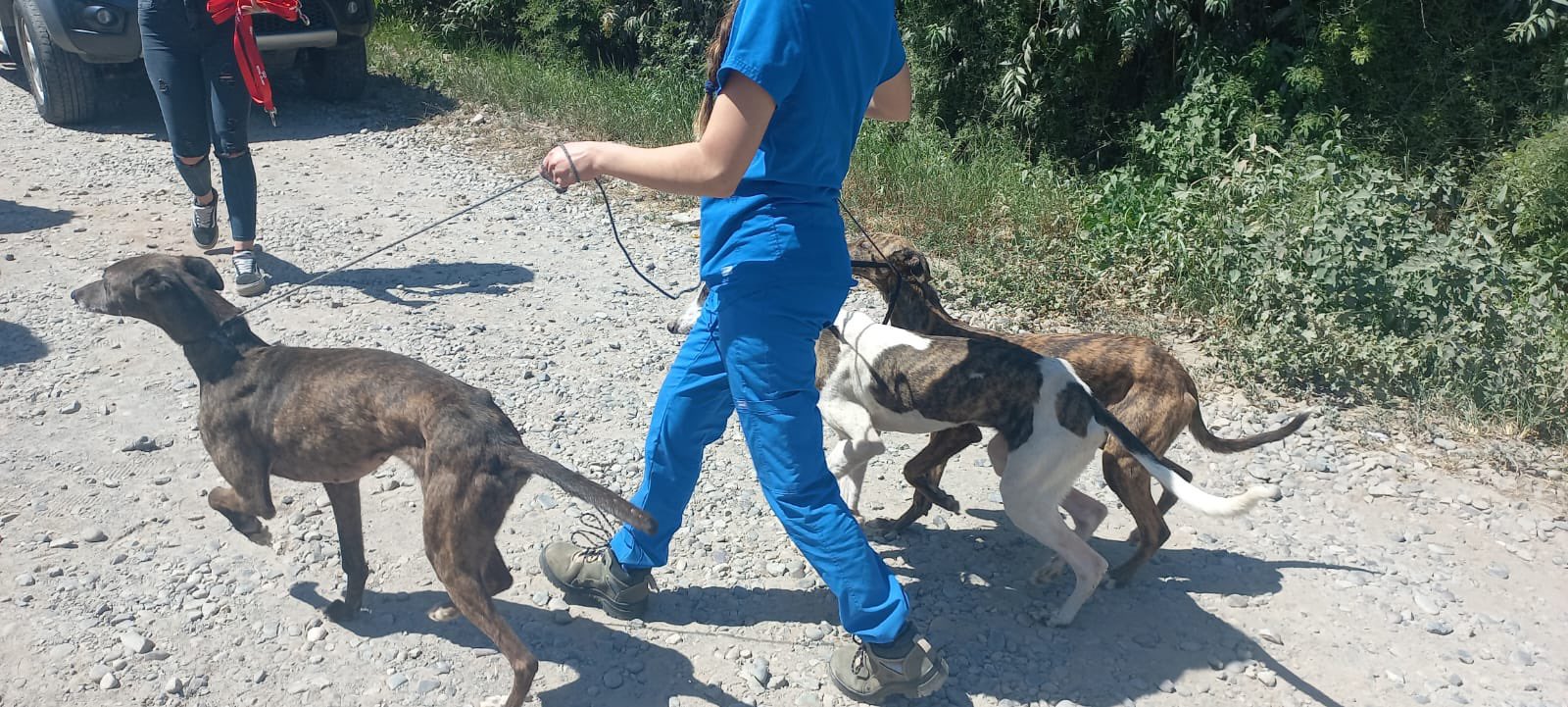 Melipilla: Rescatan más de 30 perros víctimas de maltrato animal en una parcela