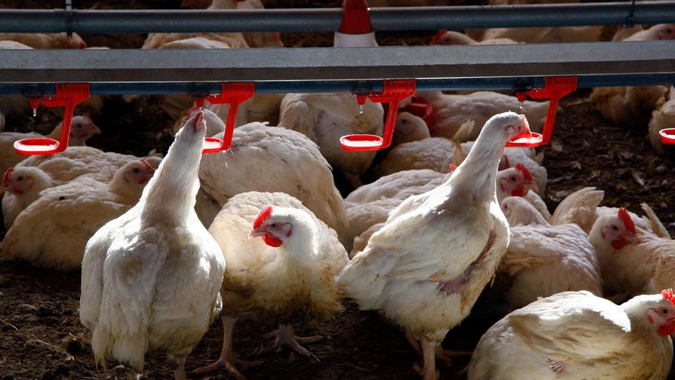 Sacrifican más de 20 mil aves de corral por un nuevo brote de gripe aviar altamente patógena en Europa