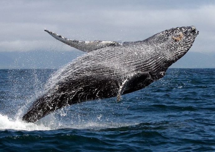 Increíble comunicación interespecies: Científicos logran dialogar con ballenas jorobadas