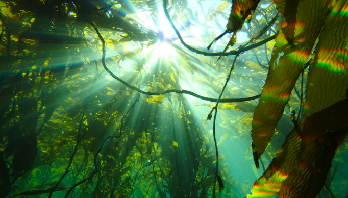 Cop 28: Organizaciones de la Patagonia urgen para una protección efectiva de los bosques marinos frente al cambio climático