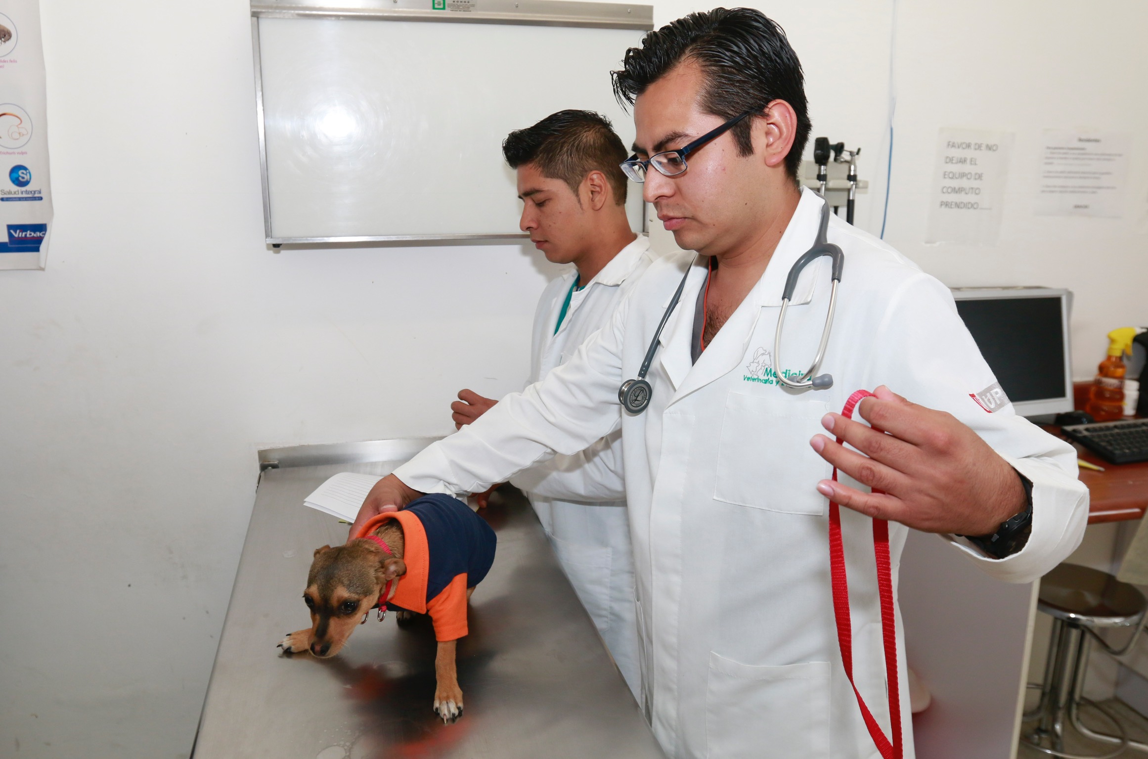Senado aprueba establecer clínicas veterinarias públicas en México