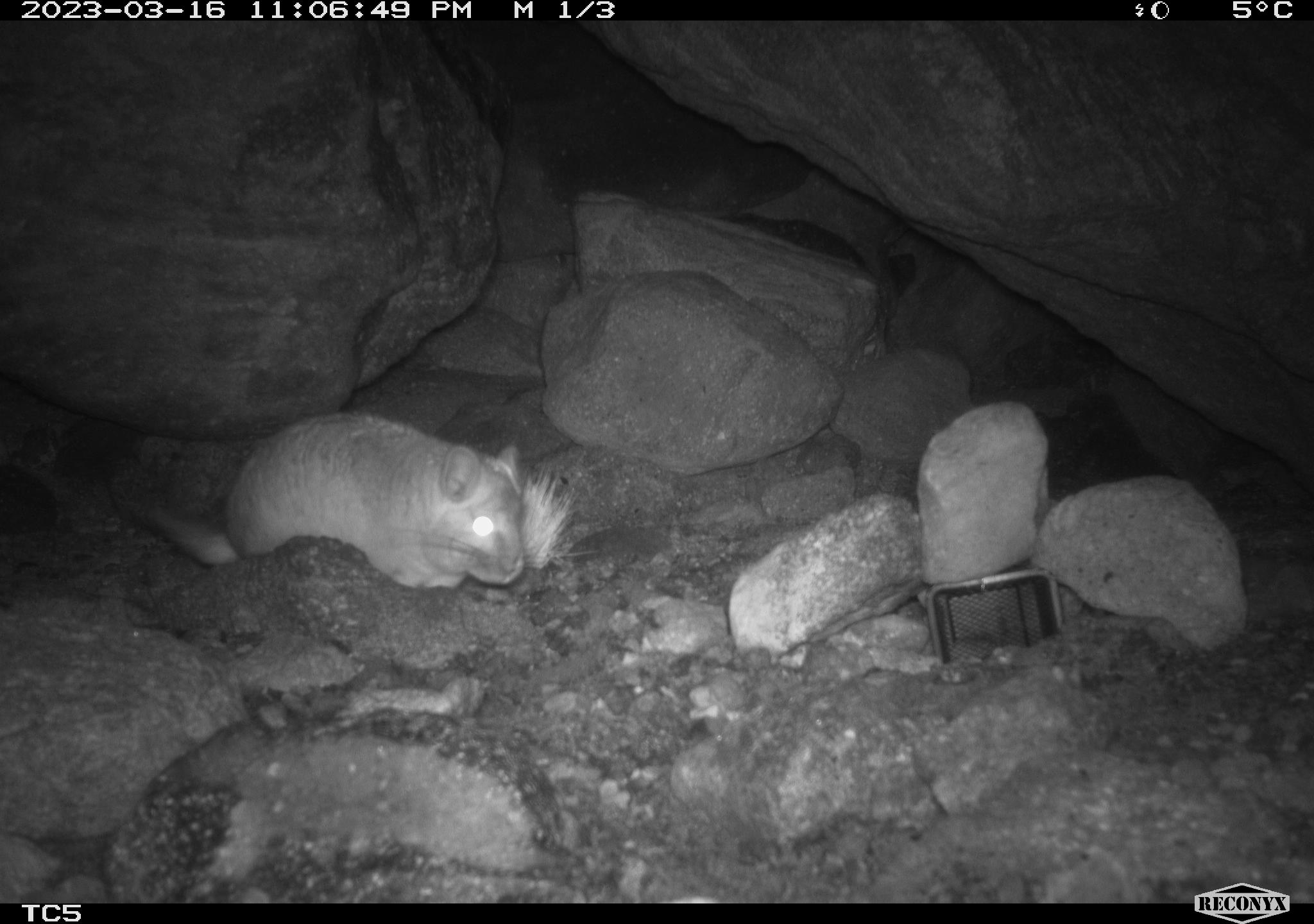 Confirman presencia de la chinchilla de cola corta en la Región de Atacama: No se veía hace 12 años