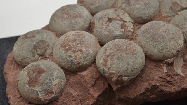 Encuentran tres fósiles de huevos de dinosaurio cristalizados en China 