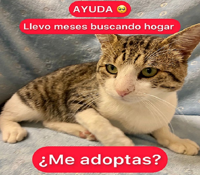 Día de la tenencia responsable de mascotas: Viralizan conmovedora historia de Guaripolo, el gatito de Huechuraba que busca una familia