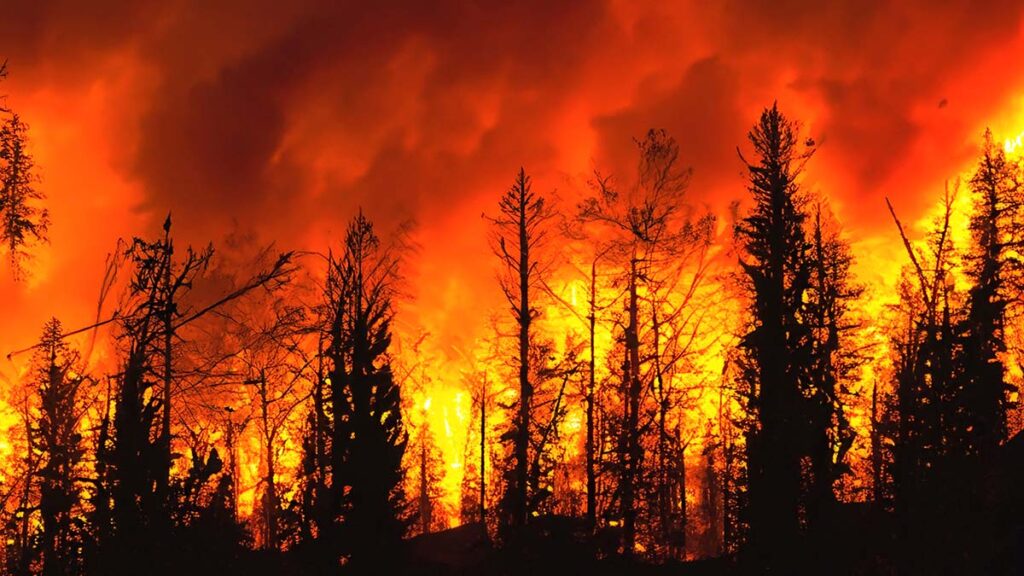 Incendios forestales pueden liberar sustancias químicas que causan cáncer