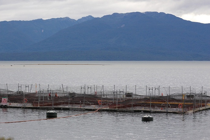 Balance ambiental 2023 sobre industria salmonera: Persisten los problemas ambientales en el sur de Chile